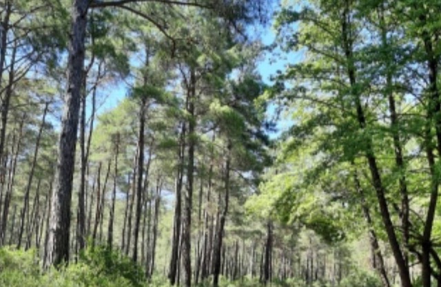 Private villa with pool in the forest. Close to all nearby beaches