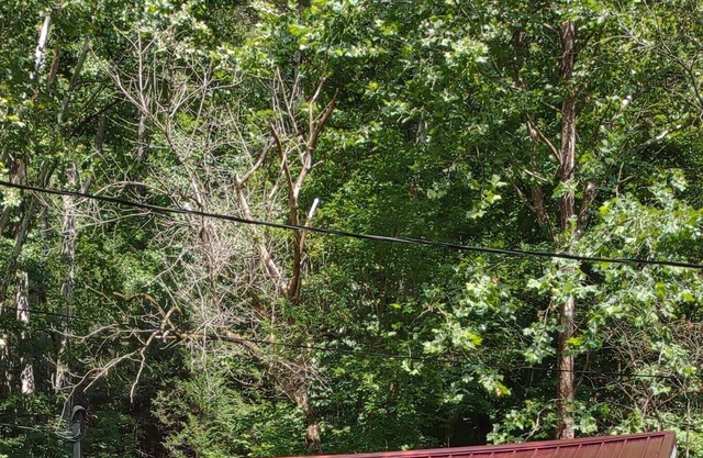 Quaint 1 Bedroom Retreat Cabin by the Creek