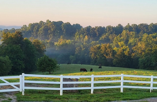 Quiet farm stay, hike, mushroom hunt, see the animals, relax, so much more!