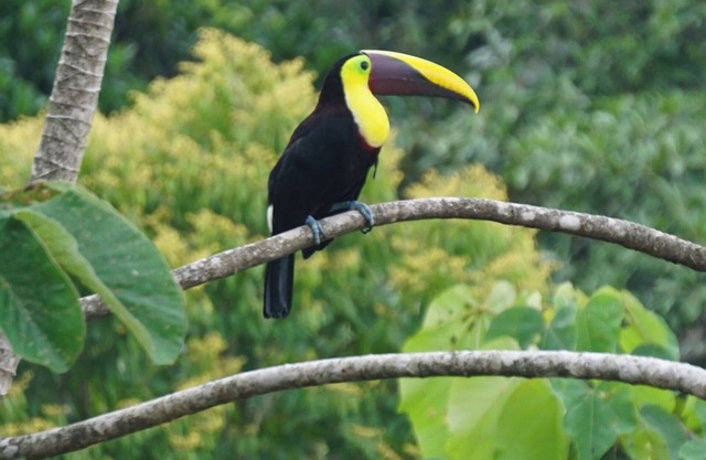 Colibrí Dschungelhaus - Dominical