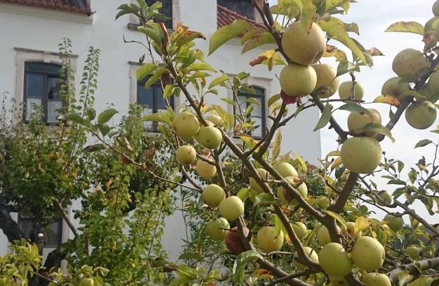 Quinta da Vila Francelina