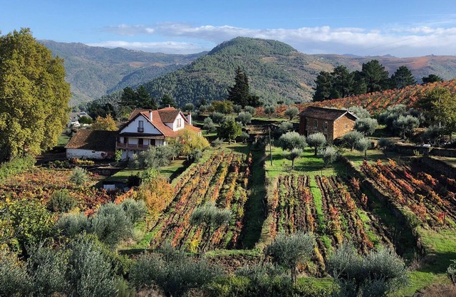 Quinta Vila Rachel - Adega com Provas de Vinho