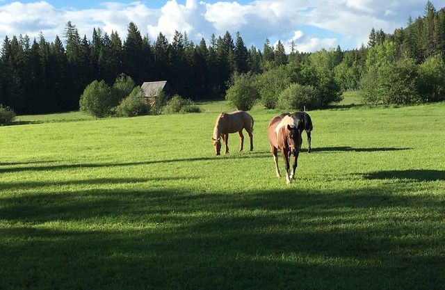 Ranch in der Nähe des Gletschers; freie Aussichten / Mtns / Wiesen / Bach / Wanderwege; Tierwelt; Scheunen