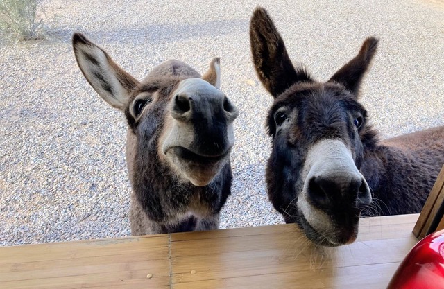 Ranchito Paraiso: Pet-friendly Rustic Elegance in the Desert