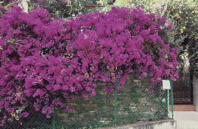 Rapallo Villa, umgeben von Grün