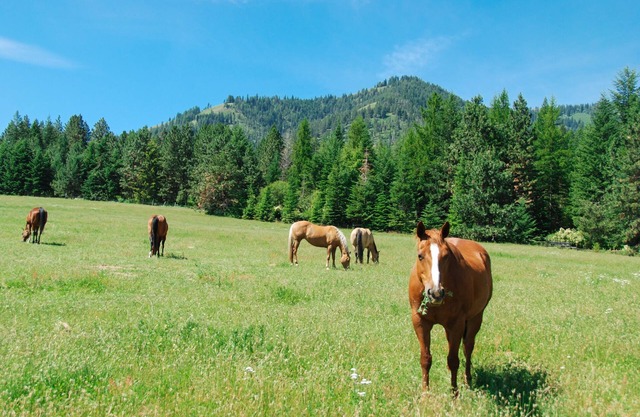 RBH Mountain Ranch Home