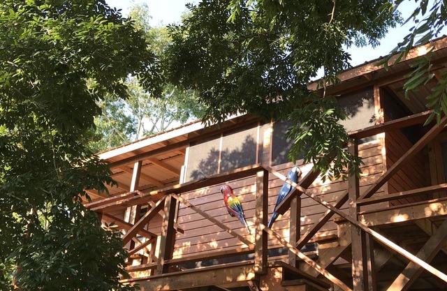 Roter Papagei - neues berühmtes Haus in der Natur