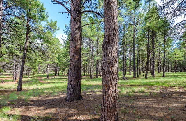 Relax in the Pines! Hike/Bike out your back door into the forest...