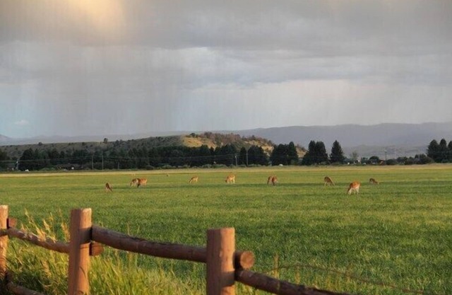 Entspannung, Tierwelt, und der Madison River!