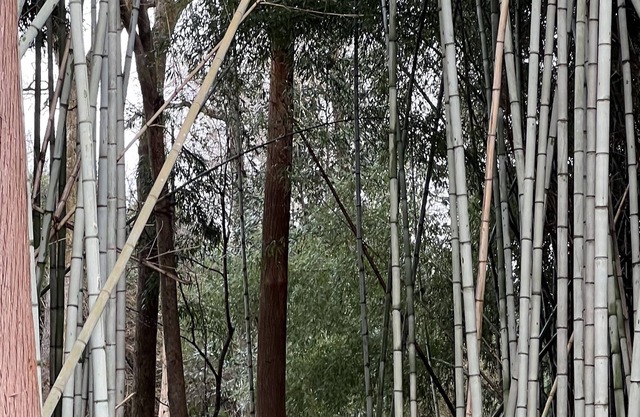 Secluded River front 2 bed 2 bath in bamboo forest, trails, and more