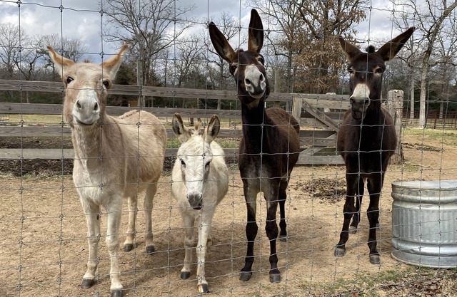 Rockn Rowdy Ranch - Exotische Ranch und Flucht nach Texas