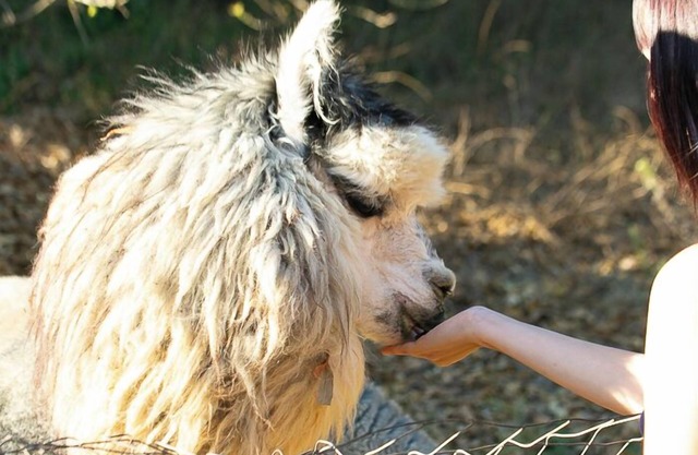 Romantic Alpaca Retreat / Farmstay With Soaking Tub