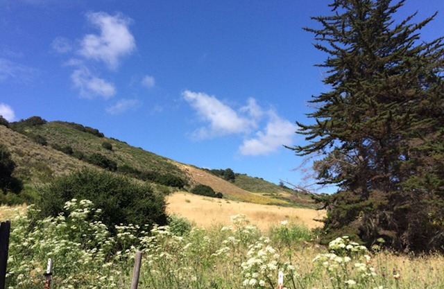 Romantische Paare Cottage, Künstler-Schriftsteller Retreat in Carmel Valley Wine Country