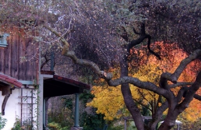 Romantische Sequoia River Suite