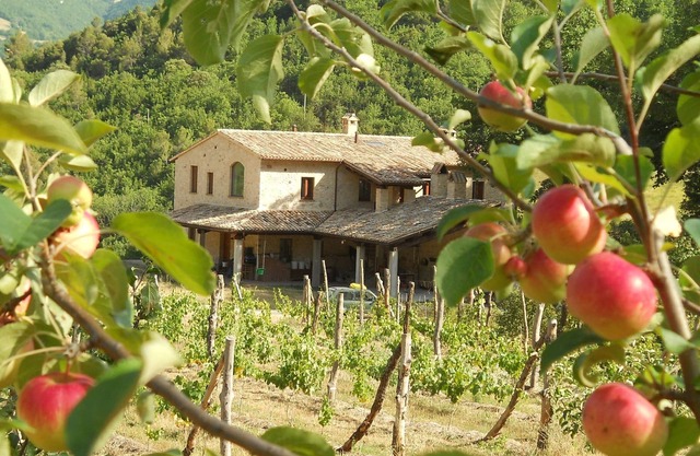 Località Il Piano Apartment "I Fichi"