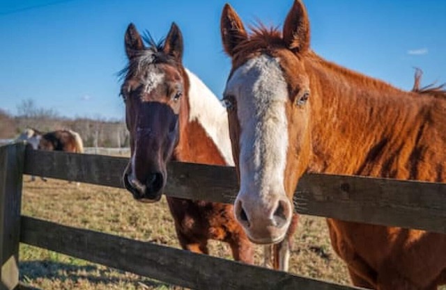 Rusmar Farm: Equine Country Living 'n Powhatan, VA