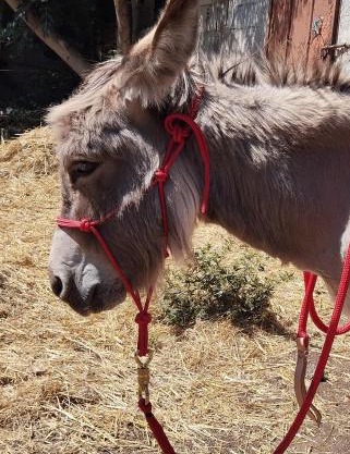 Sa Domo de Lillo e Arturo