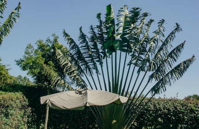 Sahara Gardens Bomet