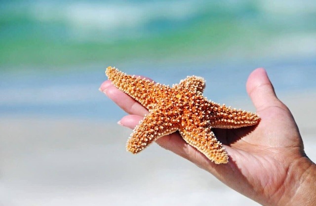 Salty Starfish: Work-Play-Relax-Beach-Bay-Pets OK