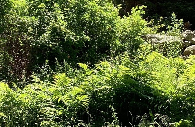 Satori Cottage in Historic Castine, Maine