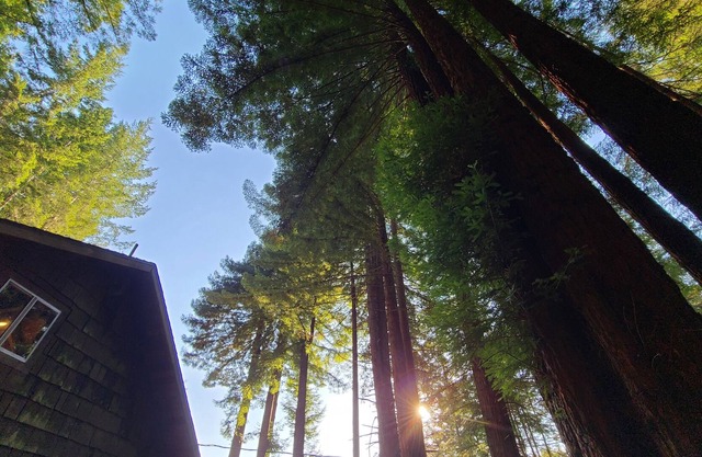 (Sauna*)Serene Redwood Retreat in Fieldbrook