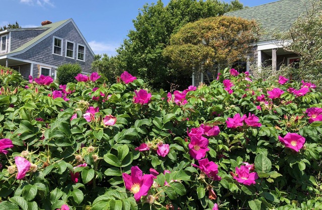 Sea Breeze Inn