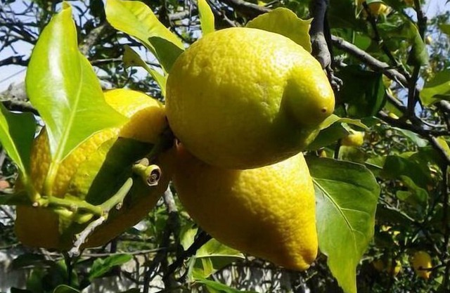 Abgeschiedenes Grundstück mit Garten und Pool, nahe am Strand und in der Nähe des Dorfes.