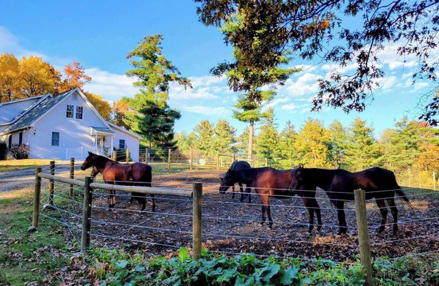 Serene 1-bedroom suite on 65 acre horse property