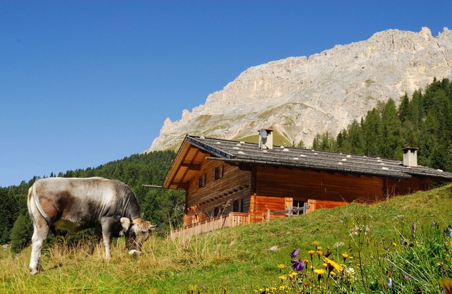 Ski-In Ferienhaus "Thaleralm" auf der Alm mit Bergblick, Terrasse & Garten