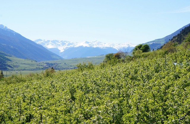 Südtirol Ferienwohnungen Haus Maria in Schlanders Vinschgau. mit Solefreibad
