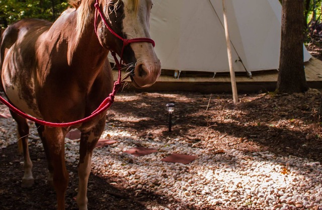 Spirit Lodge ~ Upscale Camping in Authentic Tipi