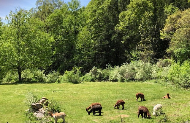 Stay on an Alpaca Farm