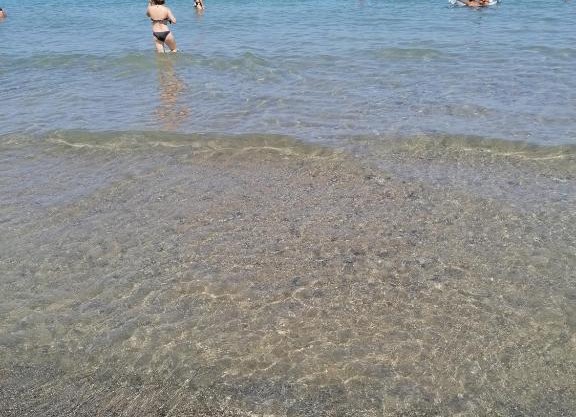Stella marina