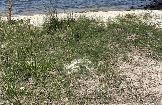 Steps to the Choptank River small beach and blocks from town. Explore Dorchester