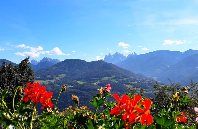 Stieberhof Feldthurns - Ferienwohnung mit Bergblick - Alpaka Wanderung