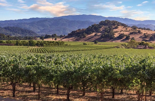 Summertime in Napa, California! During Father's Day weekend, family & fun