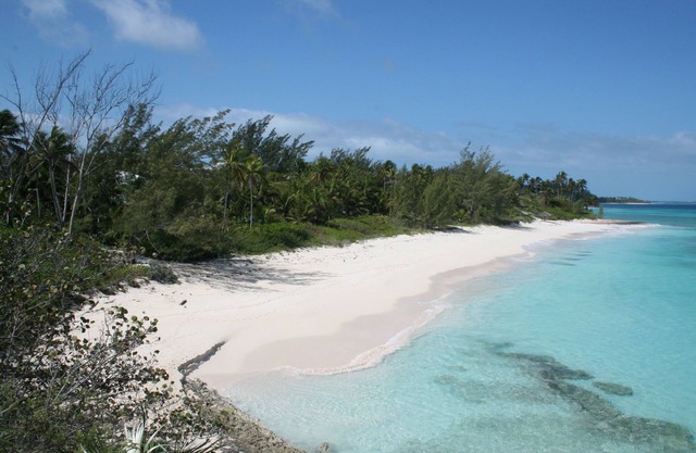 Gebe Ihrem Tropical Impulse
