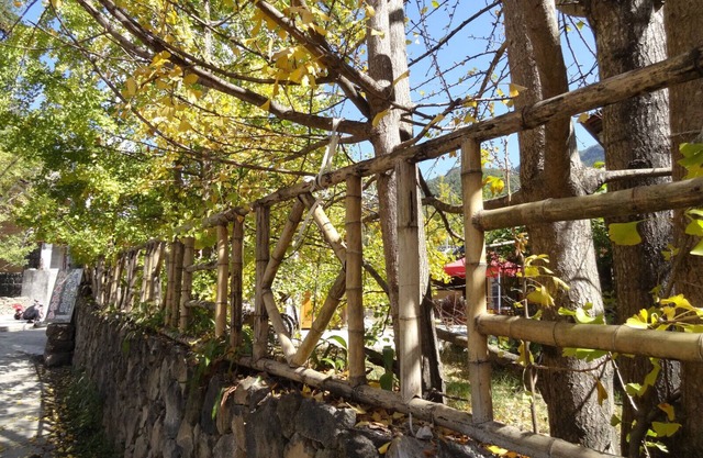 Tengchong Ginkgo Village Bencai Hotel