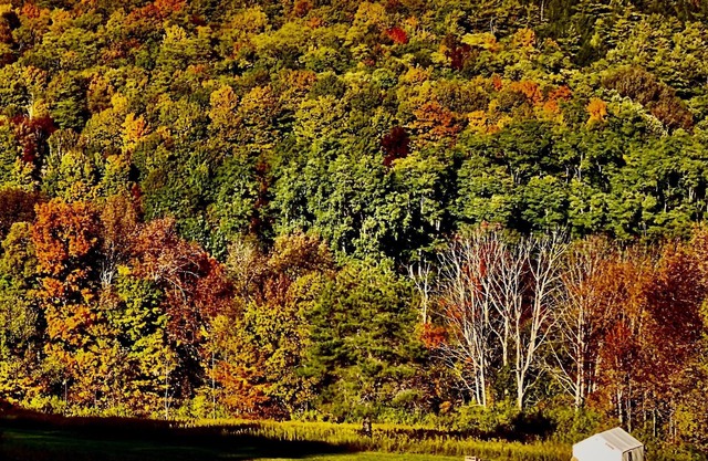 Tentrr Signature Site - Fenimore Slope