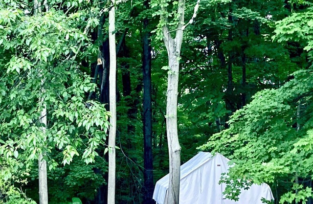 Tentrr Signature Site - FRISKY SWARD Upper Forest