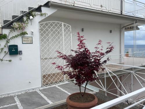 Terrazza Ammare