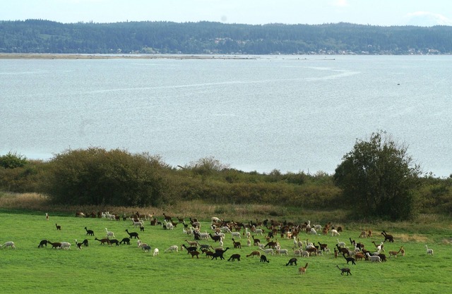 * Neuer Eintrag * The Alpaca Retreat - Luxusbauernhof mit Blick aufs Wasser!