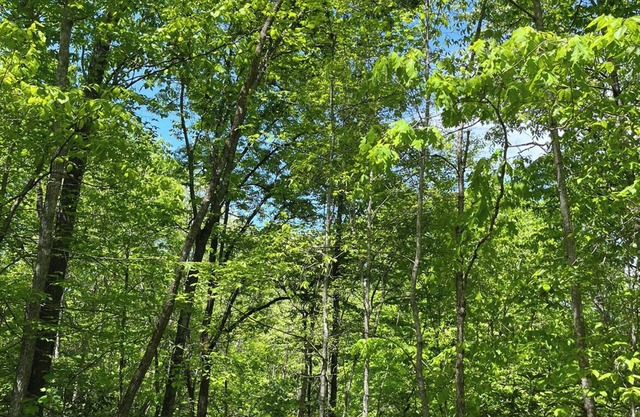 Dog friendly Sylva NC Mountain Retreat Near WCU and downtown