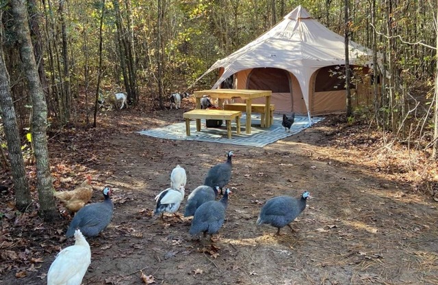 The Big Top Lg group GLAMP Farmstay