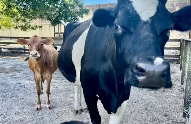 The Grateful Farmhouse Experience in Parkland Florida