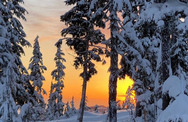 The Jacky Winter