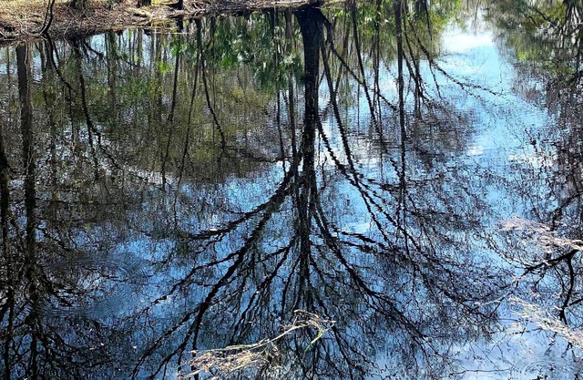 The Oaks at Withlacoochee Cottage Riverfront - NO Mgt fees!