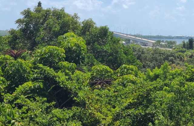 The Palms is secluded & view of the intercoastal.