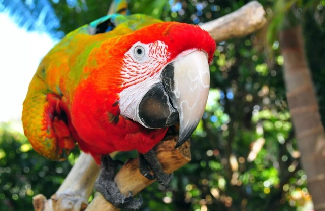 The Parrot Place - The Parrots Nest