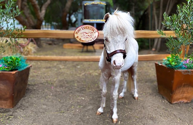 The Pony Experience Farm Stay! 501c3